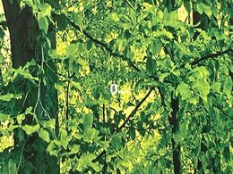 【カラーヘッドアップディスプレイ】現在の速度や走行情報をデジタル表示で運転席前方のガラスに投影！カラー付きで視認性も高く、運転中目線をずらさず必要な情報を確認できるのでとっても便利で安心！