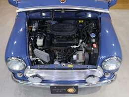 アイランドブルーは非常に個体数が少ない希少カラーです。