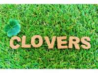 CLOVERS　クローバーズ null