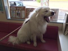当店の看板犬『白くまリー』でございます。たまに出社して、スタッフとお店で留守番をしていますので、是非会いに来てください！