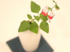 〇ホッと一息ついて頂ける様なショールームに重要なアイテムの1つ。野にある花を生けるのが、私達のこだわりです！