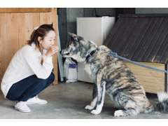 優しい秋田犬ちゃん看板犬です♪みなさんに会えるのを楽しみに待っております！ぜひ会いにきてください！