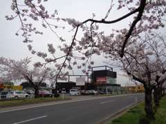 春は「つかの桜街道」の桜が見頃です。ぜひお立ち寄りください。