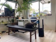 観葉植物に囲まれた緑いっぱいの商談ルームです。可愛い専務(ねこ)も皆様のご来店をお待ちしております。