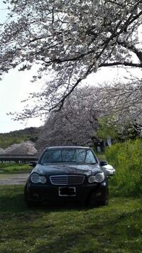 メルセデス・ベンツ Cクラス セダン C180_KOMPRESSOR_RHD(AT_1.8)