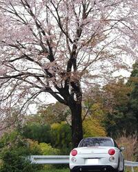 ダイハツ コペン セロ S（CVT_0.66)