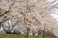 アルピーヌ A110 A110 R チュリニ_LHD(DCT_1.8)