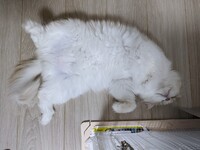 ダイハツ コペン セロ(MT_0.66)