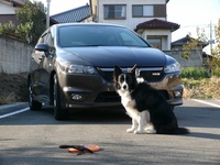 ホンダ ストリーム 2.0RSZ(CVT_2.0)