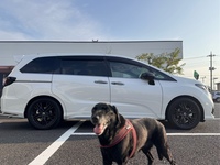 ホンダ オデッセイ e：HEV アブソルート・EX ブラックエディション(CVT_2.0)