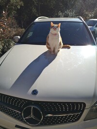メルセデス・ベンツ Cクラス ステーションワゴン C200_CGI_ブルーエフィシェンシー_ステーションワゴン_アバンギャルド_125! エディション_RHD(AT_1.8)
