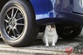 猫バンバンは叩きすぎると逆効果!? 車のエンジンルームに入った猫の対策とは？
