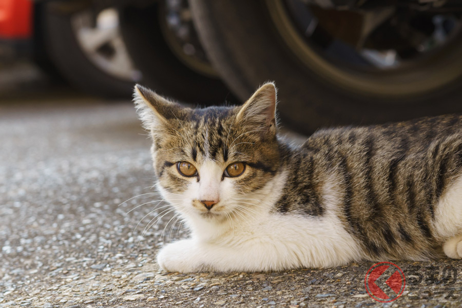 猫バンバンは叩きすぎると逆効果 車のエンジンルームに入った猫の対策とは くるまのニュース の写真 3ページ目 自動車情報サイト 新車 中古車 Carview
