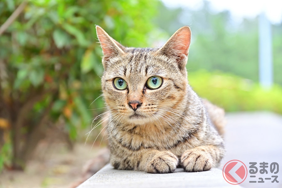 猫バンバンは叩きすぎると逆効果 車のエンジンルームに入った猫の対策とは くるまのニュース の写真 9ページ目 自動車情報サイト 新車 中古車 Carview