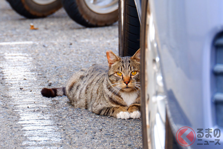 猫バンバンは叩きすぎると逆効果!? 車のエンジンルームに入った猫の対策とは？
