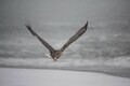 翼長は大谷翔平選手の身長超えの巨鳥・オジロワシの飛翔！