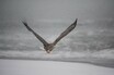 翼長は大谷翔平選手の身長超えの巨鳥・オジロワシの飛翔！