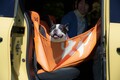 ルノー カングーにジャストフィットする愛犬用ドライブアイテムが登場