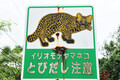 なぜ奈良ではシカは神聖な生き物？ 年間100件も交通事故に遭遇！ 独自の交通ルールとは