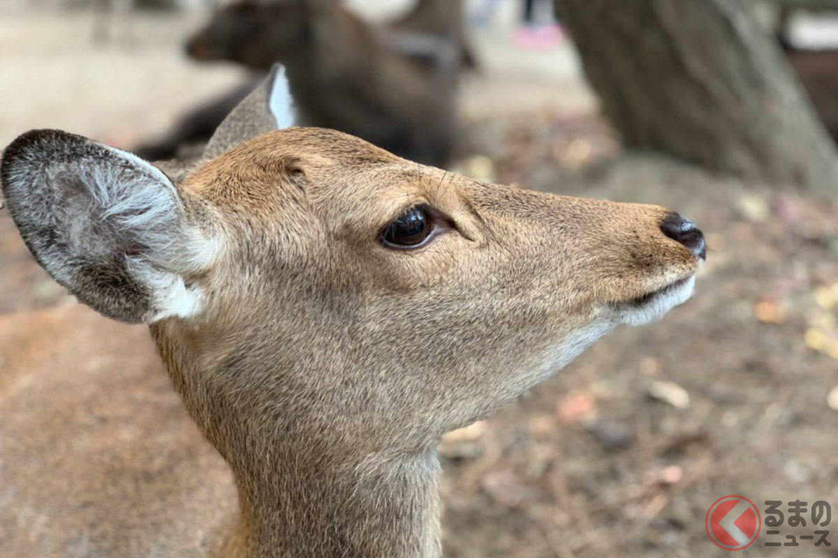 なぜ奈良ではシカは神聖な生き物 年間100件も交通事故に遭遇 独自の交通ルールとは くるまのニュース 自動車情報サイト 新車 中古車 Carview