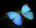 超絶美麗!!　世界一美しい「蝶」と同じカラー構造のレクサスLC発売