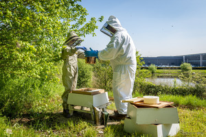 ロールスロイスが養蜂活動を強化、「世界ミツバチの日」を祝う　5月20日