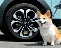 ホンダ　アウトドアドッグフェスタに純正愛犬用アクセサリー出展