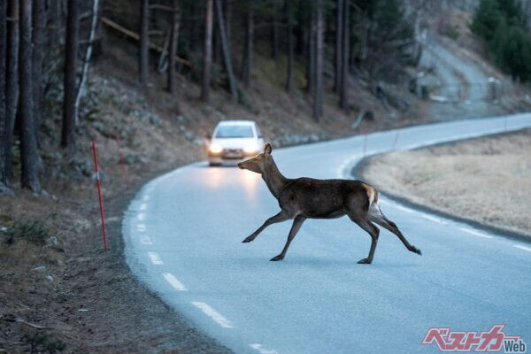 【遭遇時の対処法】動物と接触事故してしまったら？保険・連絡・心構えの正解はコレ!!