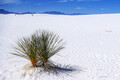 メキシコ国境の近くに出現する「雪原」の正体は？「ホワイトサンズ国立公園」の壮大な風景は寄り道する価値ありです【ルート66旅_29】