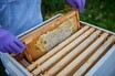 ベントレー製の蜂蜜、初収穫。英国クルーで12万匹の“フライング・ビー”が活躍