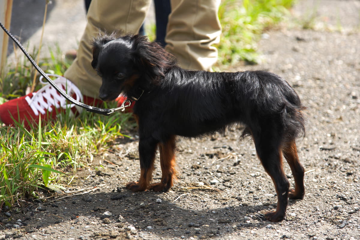 ガレージに監禁 犬が疾走 サーキットで本当に起こったまさかの事件簿 Auto Messe Web 自動車情報サイト 新車 中古車 Carview