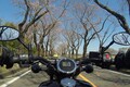 いかつい名称の「海軍道路」に春の訪れ!?　南北に伸びる桜並木をバイクで走ってみた