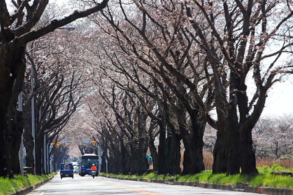 いかつい名称の「海軍道路」に春の訪れ!?　南北に伸びる桜並木をバイクで走ってみた