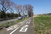いかつい名称の「海軍道路」に春の訪れ!?　南北に伸びる桜並木をバイクで走ってみた