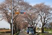 いかつい名称の「海軍道路」に春の訪れ!?　南北に伸びる桜並木をバイクで走ってみた