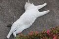 猫の顔面アタックくらい予測不能で危険な横断とは？━━猫ときどき交通安全【今月の「交通まにゃ～」Vol.2】