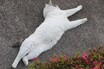 猫の顔面アタックくらい予測不能で危険な横断とは？━━猫ときどき交通安全【今月の「交通まにゃ～」Vol.2】