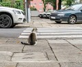 猫の顔面アタックくらい予測不能で危険な横断とは？━━猫ときどき交通安全【今月の「交通まにゃ～」Vol.2】