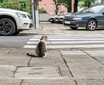 猫の顔面アタックくらい予測不能で危険な横断とは？━━猫ときどき交通安全【今月の「交通まにゃ～」Vol.2】
