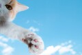 猫の顔面アタックくらい予測不能で危険な横断とは？━━猫ときどき交通安全【今月の「交通まにゃ～」Vol.2】