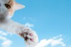 猫の顔面アタックくらい予測不能で危険な横断とは？━━猫ときどき交通安全【今月の「交通まにゃ～」Vol.2】
