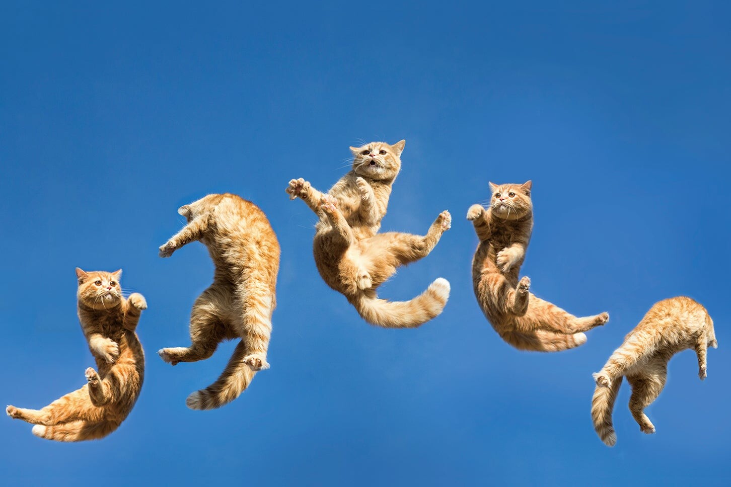 猫の顔面アタックくらい予測不能で危険な横断とは？━━猫ときどき交通安全【今月の「交通まにゃ～」Vol.2】