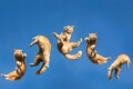 猫の顔面アタックくらい予測不能で危険な横断とは？━━猫ときどき交通安全【今月の「交通まにゃ～」Vol.2】