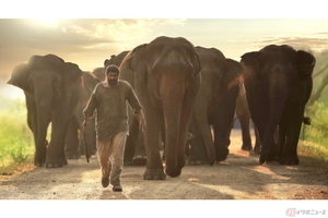 インドの名優ラーナー・ダッグバーティが全力でゾウを守る！『ハーティー 森の神』
