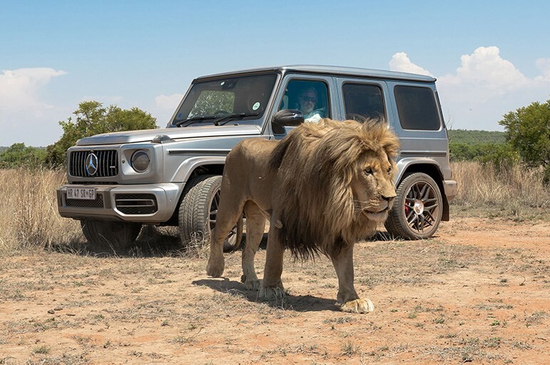 メルセデスAMG G63を南アフリカでテスト 百獣の王とオフローダーの王が対決？