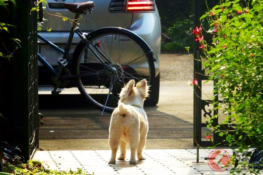 愛犬家としてあり得ない 自転車に乗りながら犬の散歩は道交法違反か 自転車保険適応外の恐れも くるまのニュース 自動車情報サイト 新車 中古車 Carview
