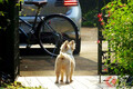 「愛犬家としてあり得ない」 自転車に乗りながら犬の散歩は道交法違反か？ 自転車保険適応外の恐れも？