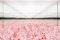 草間彌生の「無限」を探る──エスパス ルイ・ヴィトン大阪で、絵画とインスタレーションの軌跡を辿る個展「INFINITY」が開催中