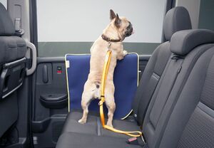 Honda Access人とペットの豊かな暮らしフェア「インターペット2021」にHonda Dogとして出展へ。