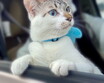 「ペットと車でお出かけ、ニオイ対策バッチリ」←「それペットのこと考えてます!?」 “飼い主のエゴ”にならない対策とは